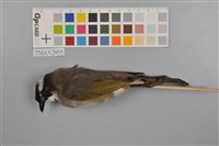 藏品(白頭翁)的圖片